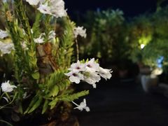 -自然餐厅(Phuket)