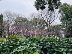 -上海醉白池公园
