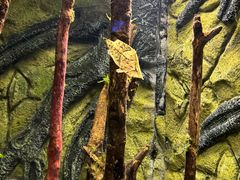 -上海海洋水族馆