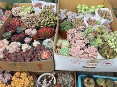 -曲阳花鸟市场(曲阳路店)