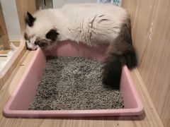 -屋虎猫馆(宝安大仟里店)