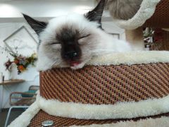 -共舞时光猫咖·狗咖(新街口店)
