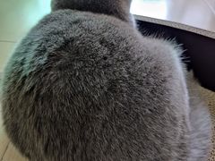 -屋虎猫馆(宝安大仟里店)
