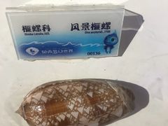 -贝壳梦幻世界