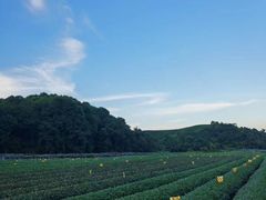 -听风阁农家私房菜茶楼(龙坞店)