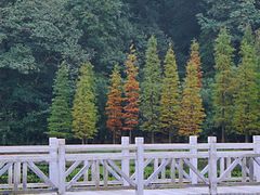 -广州市石门国家森林公园