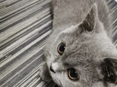 -lincat·猫舍(广州店)