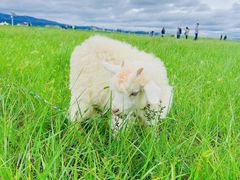 -敕勒川草原
