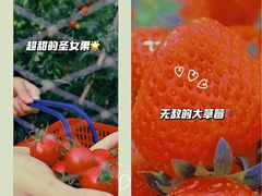 -松山湖南湖湾露营营地