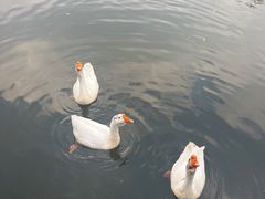 -水绘园