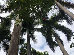 -东莞植物园