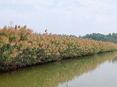 -大湾区中央湿地公园