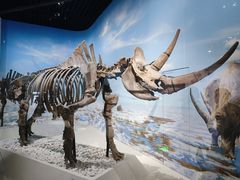 -国家自然博物馆