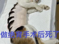 -瑞派·关忠动物医院(国瑞店)