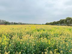 -庄行菜花景区