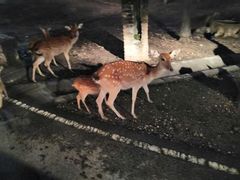 -清迈夜间动物园