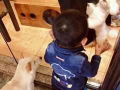 -more than meow吴止猫主题餐厅(承德 中船汇店)