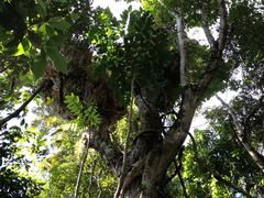 -热带雨林自然公园