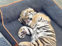 -大连森林动物园