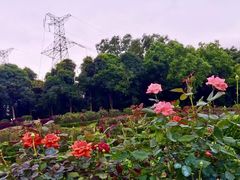 -紫马岭公园