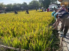 -溱湖国家湿地公园