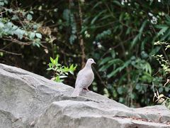 -广州市白云山风景名胜区