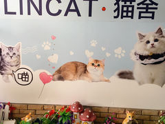 -lincat·猫舍(广州店)