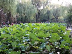 鲁迅公园-鲁迅公园