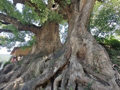 -杨家堂村