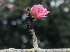 -桃花涧