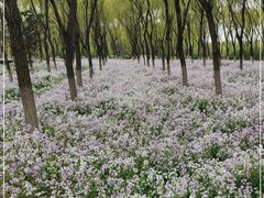 -东郊湿地公园