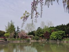 -嘉定紫藤园