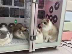 -FAELING PETS美天灵宠物(富力广场店)
