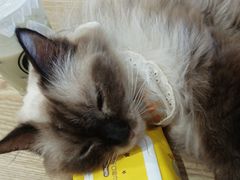 -楼上猫咖(罗湖店)