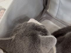 -四月宠物医院·猫专科·心脏专科·内科(转塘店)