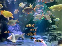 -上海海洋水族馆