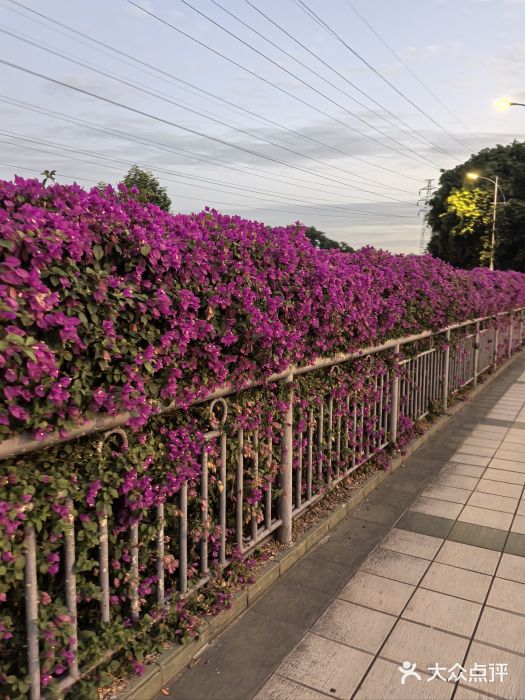 广州国际生物岛山地公园揽胜园图片