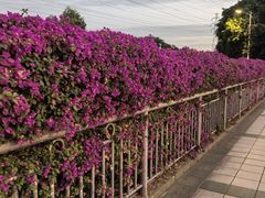 -广州国际生物岛山地公园揽胜园