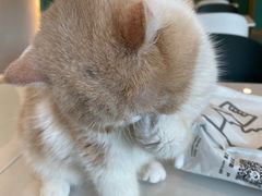 -飞行喵MR PILOT|猫舍·猫咖(静安大融城店)