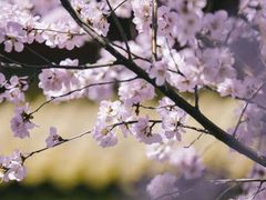 -桃花堤公园