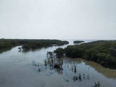-北海金海湾红树林生态旅游区