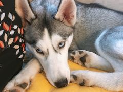 -Husky Go! 哈士奇体验馆·宠物咖啡厅狗咖