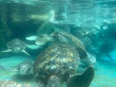 -海合安成都极地海洋公园