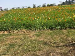 -紫颐香薰山谷景区