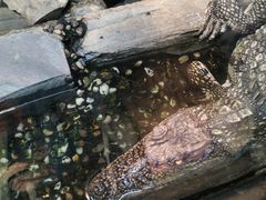 -上海大自然野生昆虫馆(东方明珠·爬宠昆虫探索中心)