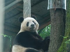 -中国大熊猫保护研究中心雅安碧峰峡基地