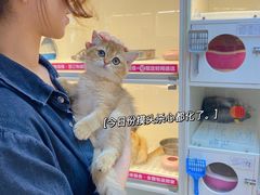 -lincat·猫舍(广州店)