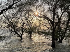 -宝安西湾红树林湿地公园