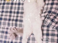 -momokira米努特·德文卷毛猫·棉花面纱犬
