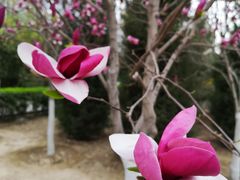 -ventus spa 沙巴亚庇正宗精油按摩会所